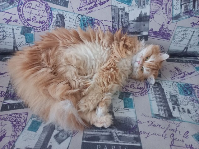 Начинаем котовторник.