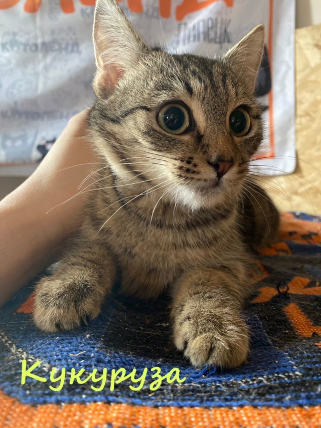 Жизнь домашнего приюта "Котоленд" 376
