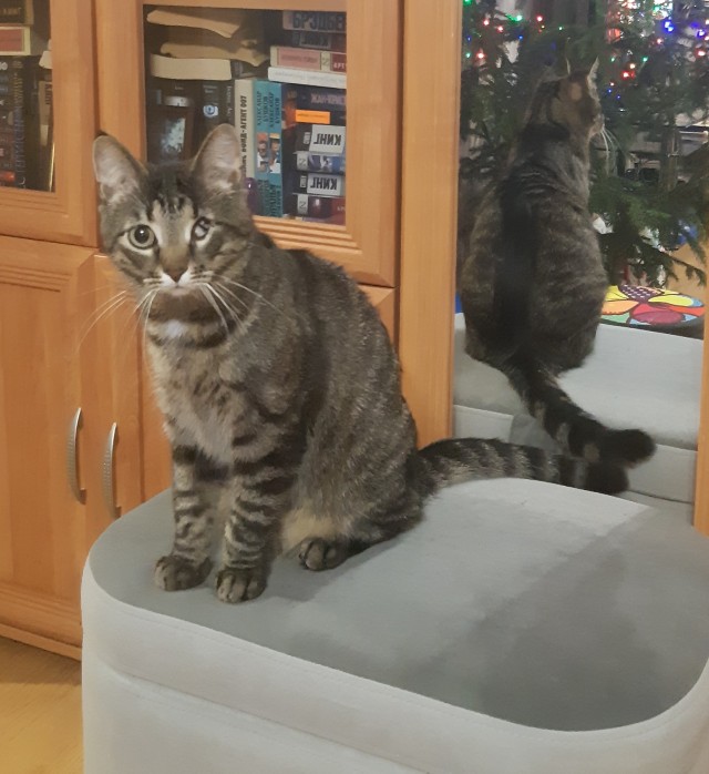Котовторник. Было - стало