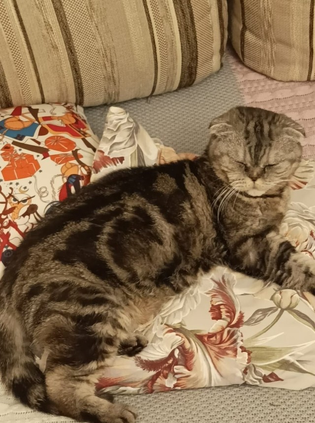 Котовторник, просто Барс