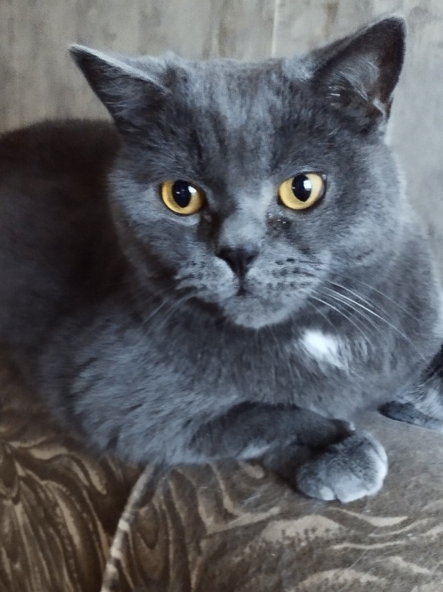 Котовторник! 16+ Коллеги-рабы, отмечаемся, у кого хозяину много лет!
