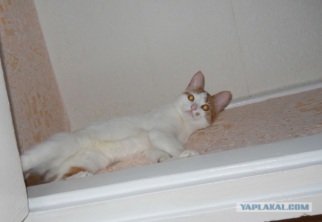 Котовторник 16.04.2013
