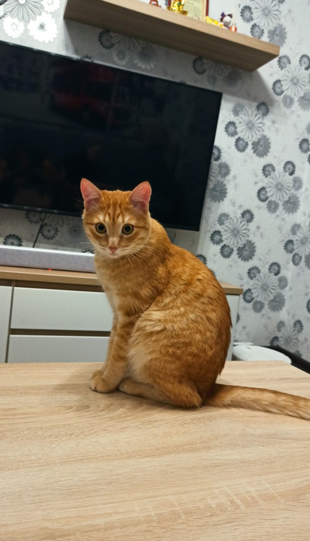 Котовторник. Моему мультяшке 1 год