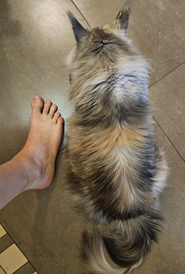 Всем кота за мой счёт. Я настаиваю