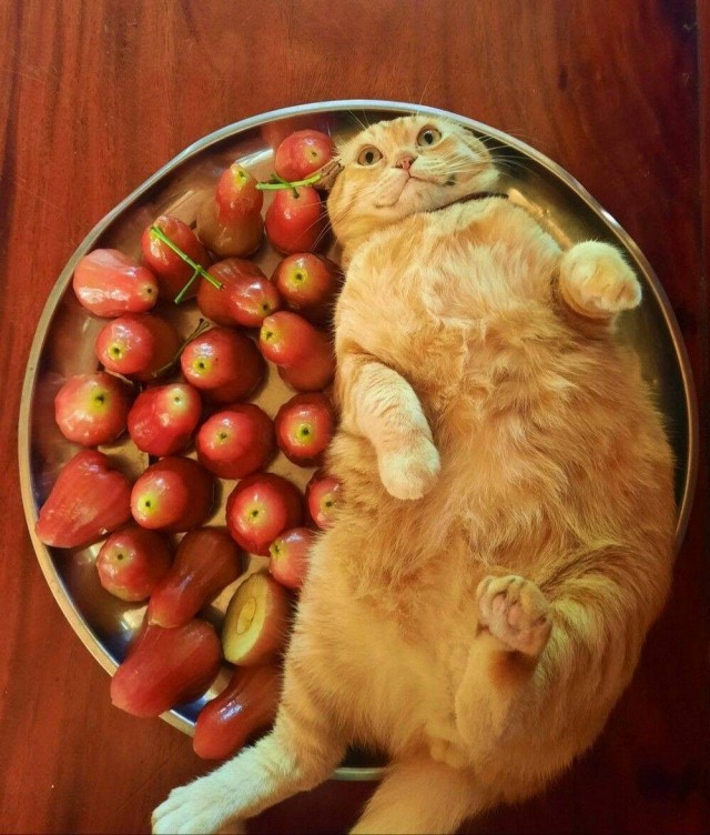 ФотоВинегрет