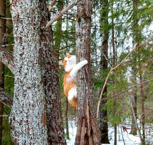 ФотоВинегрет