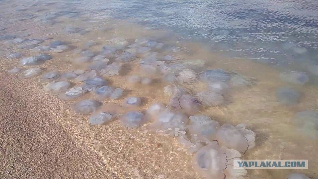 Прогулка по пляжу Азовского моря