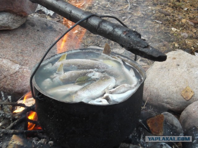 Грибы. Чувашия.