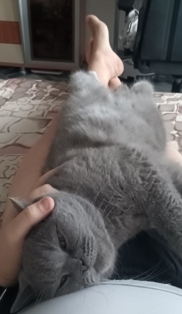 К котовторнику!)