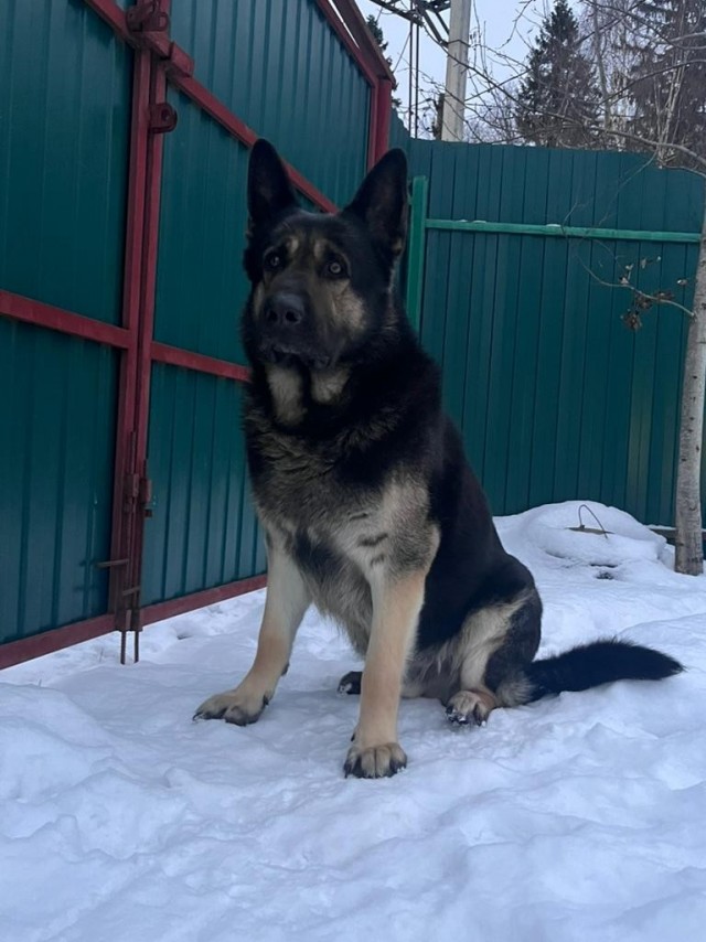 Буч к СобакоЧетвергу