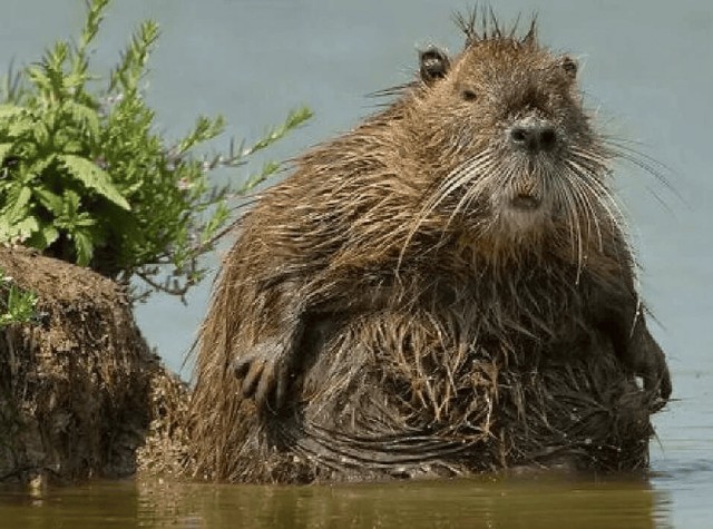 В Московском зоопарке внезапно проснулись еноты-полоскуны