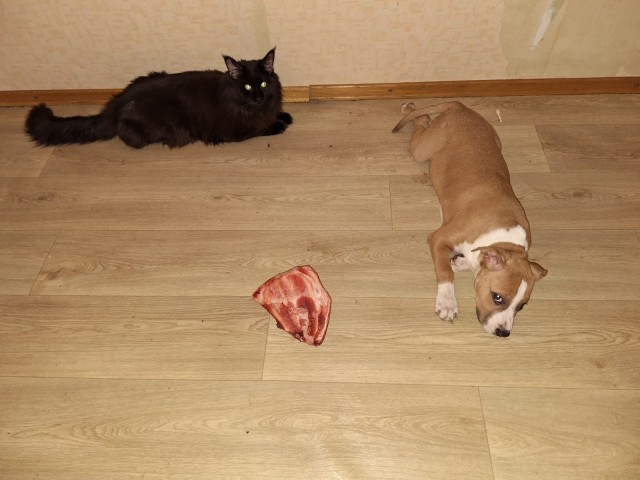 Теперь я тоже не совсем кошатник. С четвергом