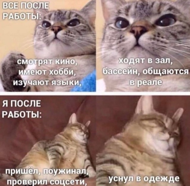 Девушка попросила в Хвиттере остальных скинуть любимые мемы с котами