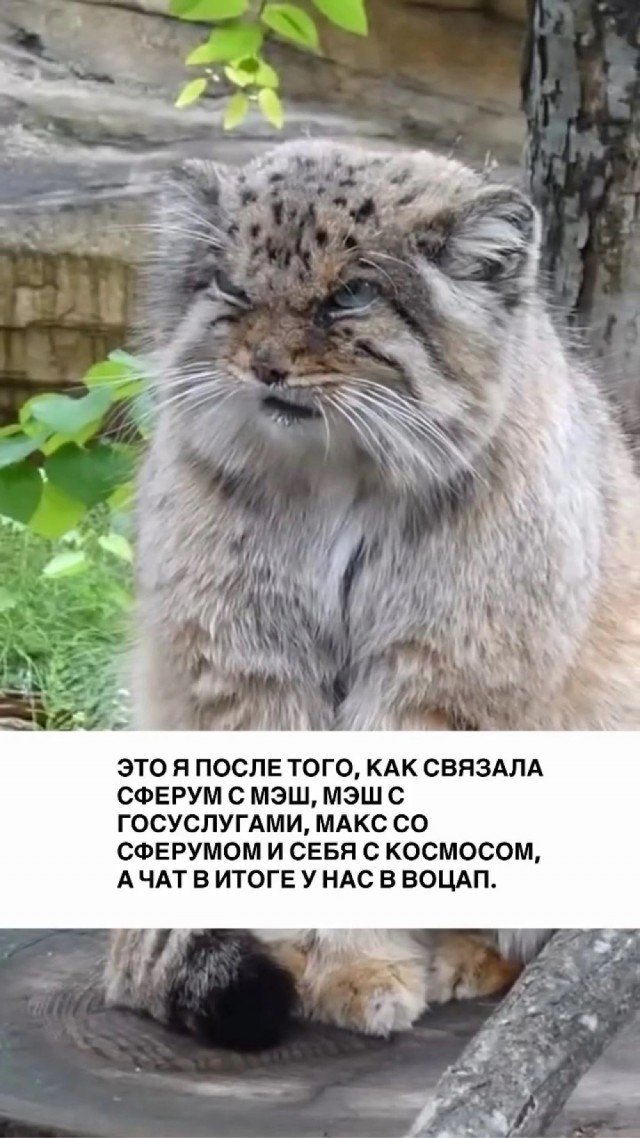 Картинки для деградации 36 (разной степени свежести)