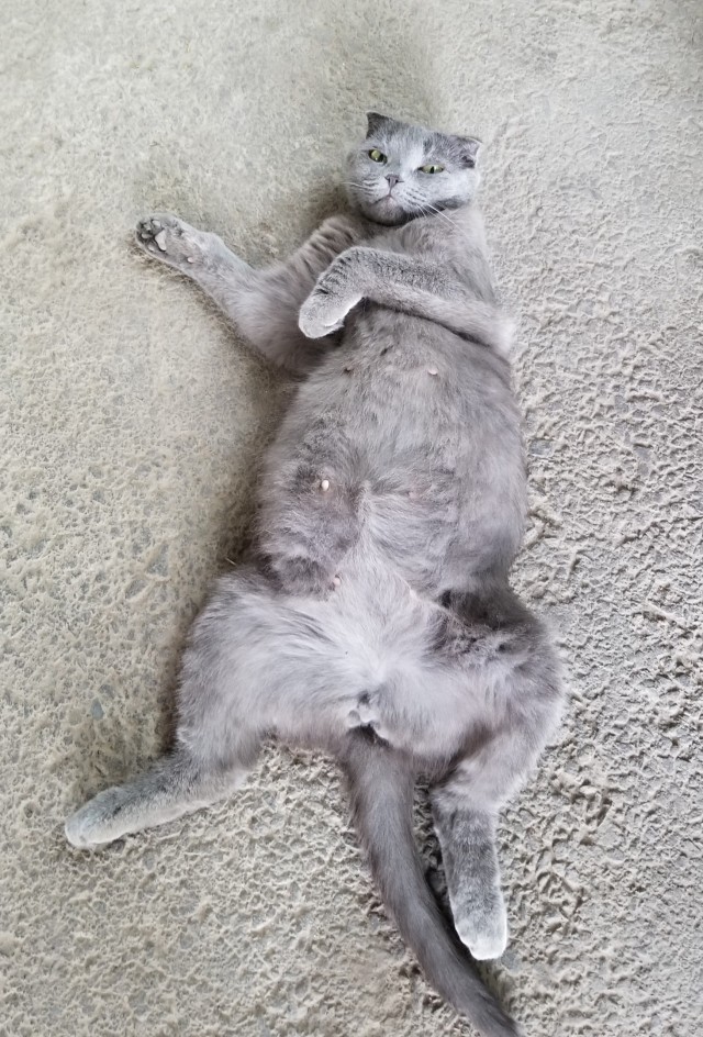 Котовторник