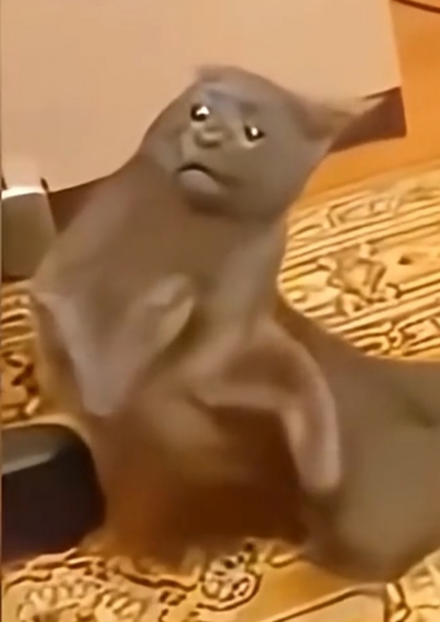 Замедленные котики