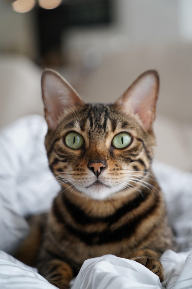 Рандомных фото котов тред — 2