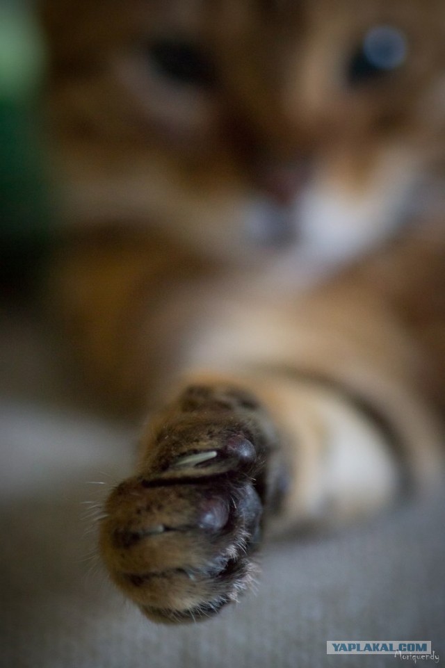 Котовторник 23.07.2013