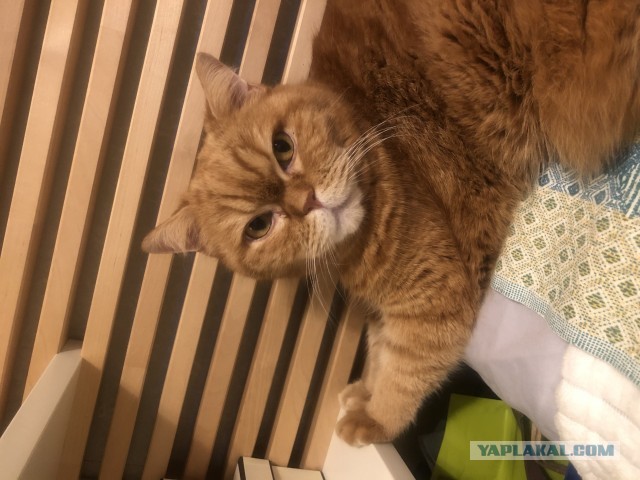 Котовторник 05.05.2026