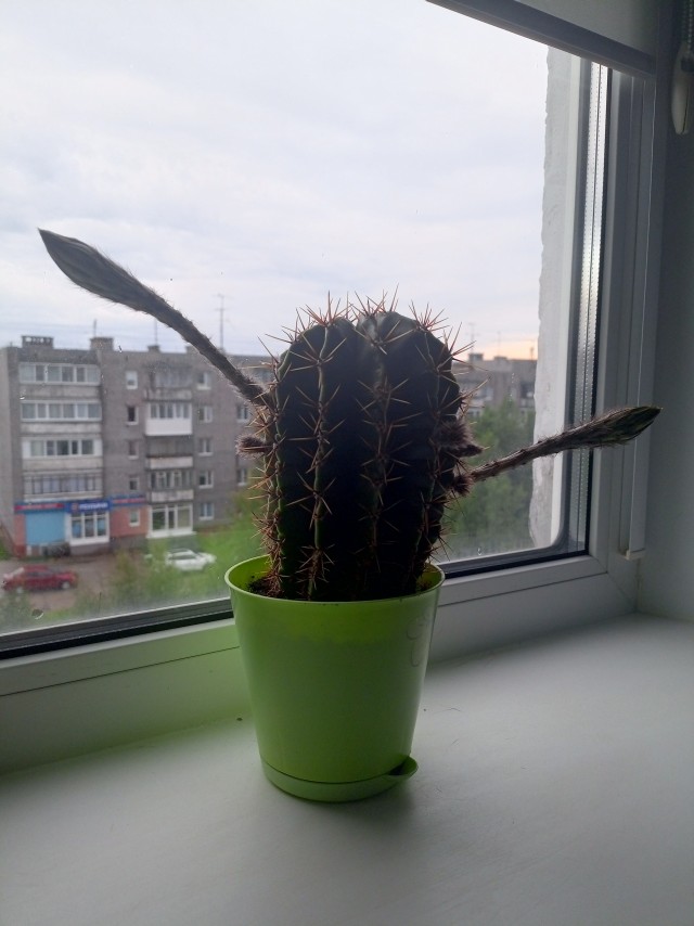Саня скоро расцветёт