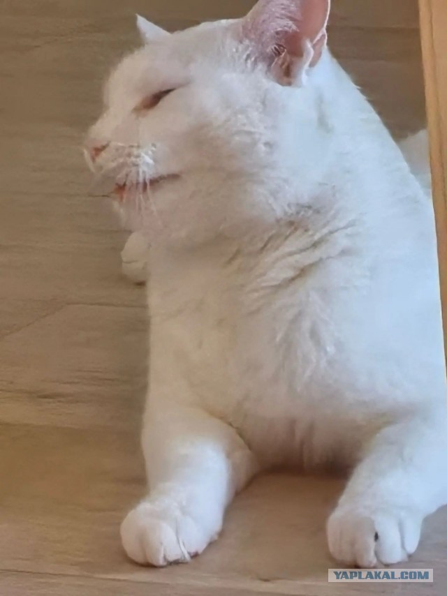 Фотки красивого кота.