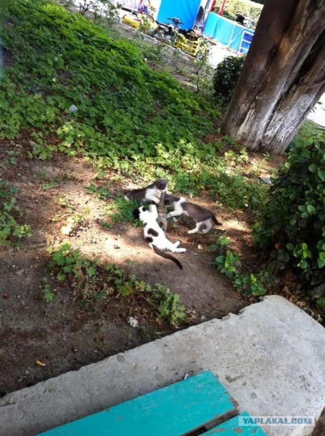 Коты Севастополя