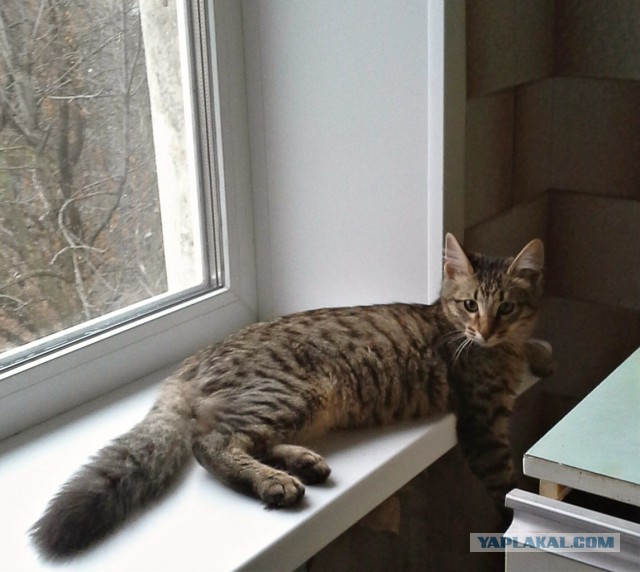Котовторник 26.11.2013