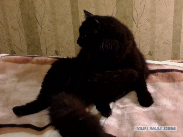 Атипичная кошатина