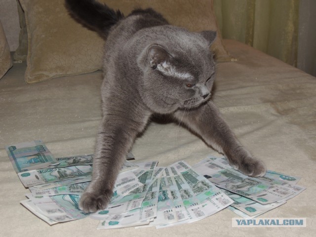 Котовторник 4.02.2014