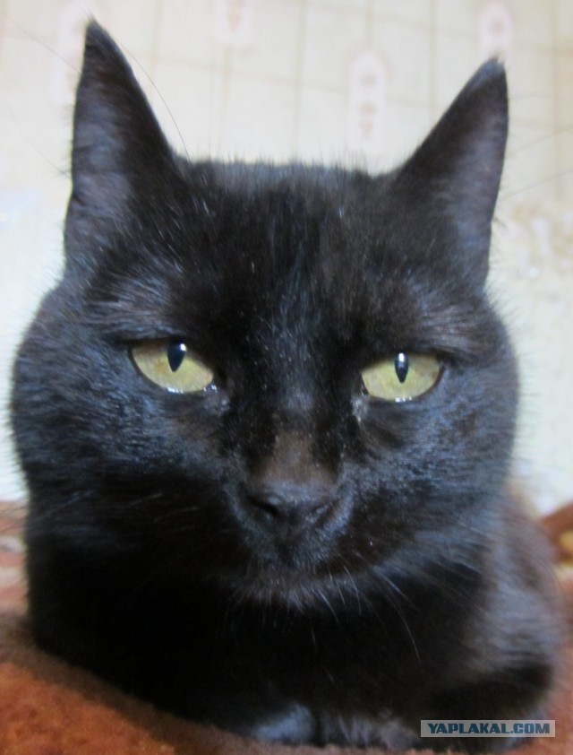 Котовторник 18.03.2014