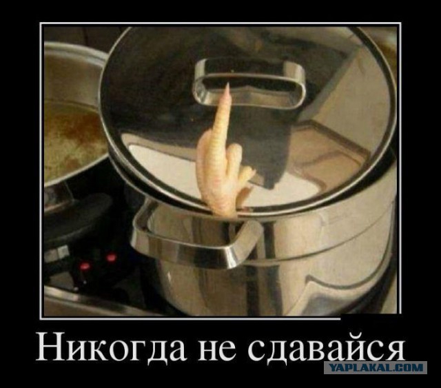 Кота атаковал собственный обед