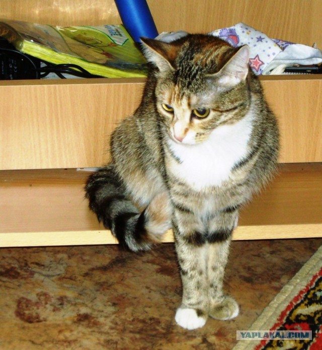 Котовторник 16.09.14