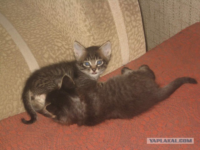 Котовторник 30.09.2014