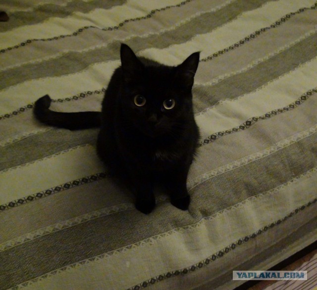 Котовторник 04.11.2014