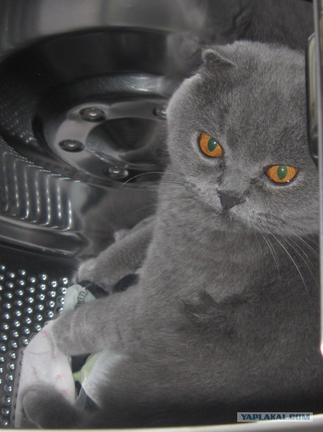 Котовторник 25.11.2014