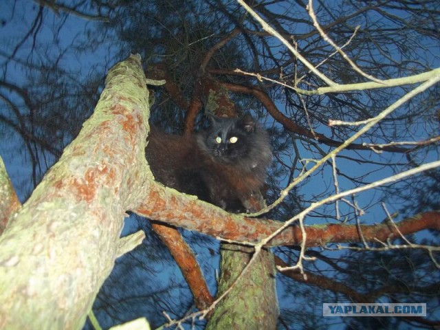 Жизнь домашнего приюта для котеек 39