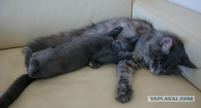 Моим котам