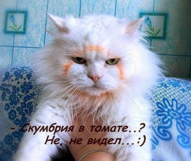 И снова йумор из разных сторон интернета