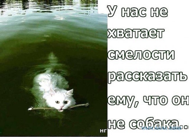 Жил-был кот