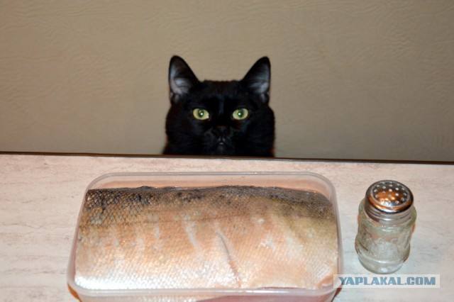Жадный котенок и свеженькая мышь