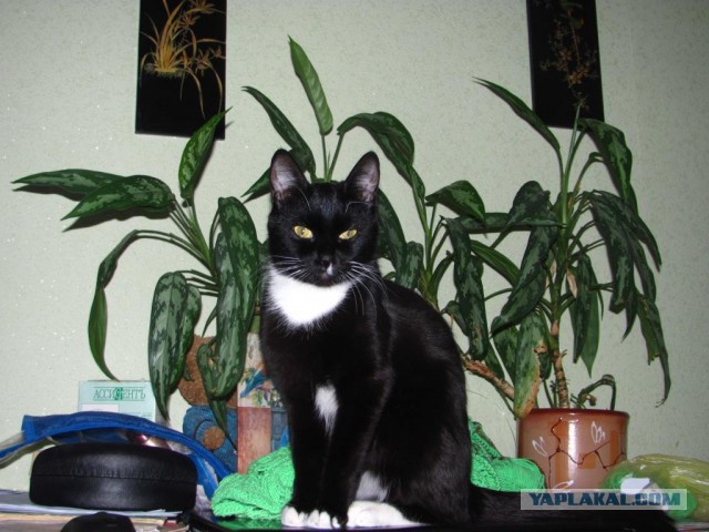 Котовторник 07 04 2015