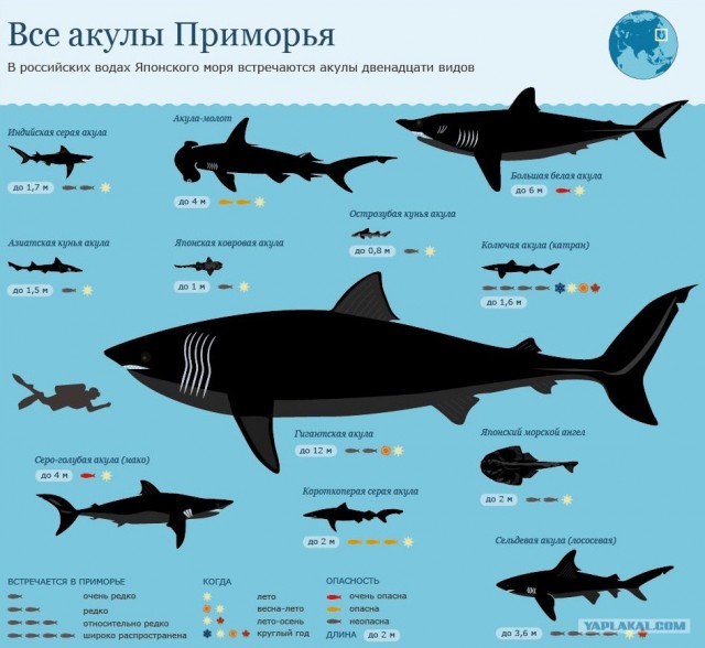 В Приморье акула откусила купальщику руки
