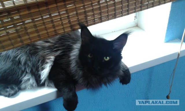 Котовторник 28.07.2015