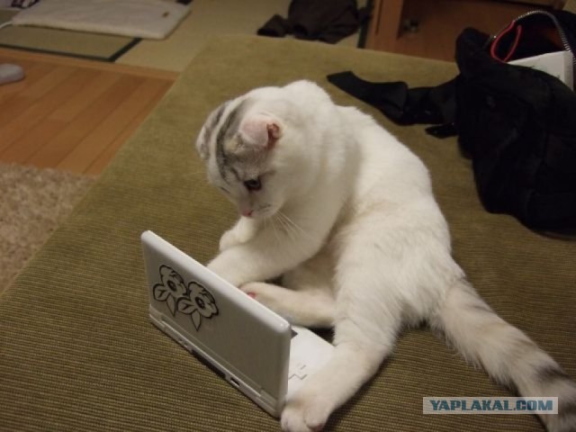Котовторник