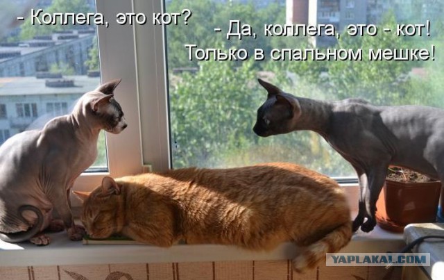 Кожаное зло