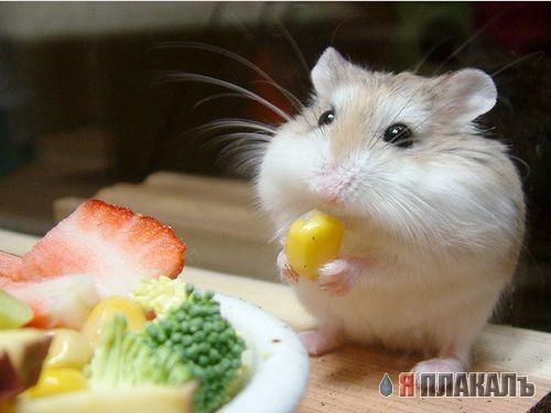 грызуны