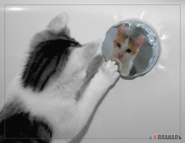 Коты, кошки, котята