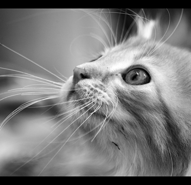 Коты, кошки, котята