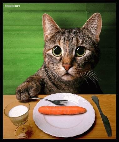 Котовторник