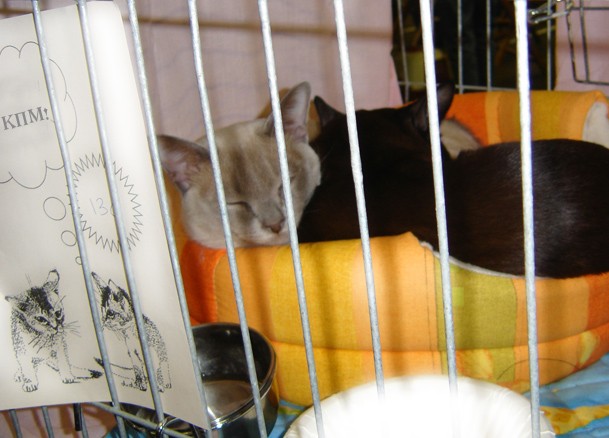 Киски в клетке